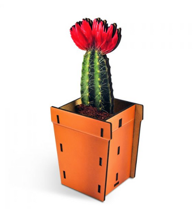 Pop Plant Desk Caddy - Orange - ModLoungePaperCompany